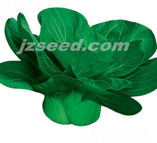 矮箕蘇州青-小白菜種子-現(xiàn)代種業(yè)