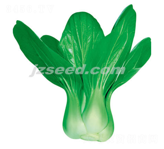 楚冠二號(hào)-小白菜種子-現(xiàn)代種業(yè)