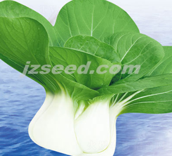 ���r(n��ng)������-С�ײ˷N��-�F(xi��n)���N�I(y��)