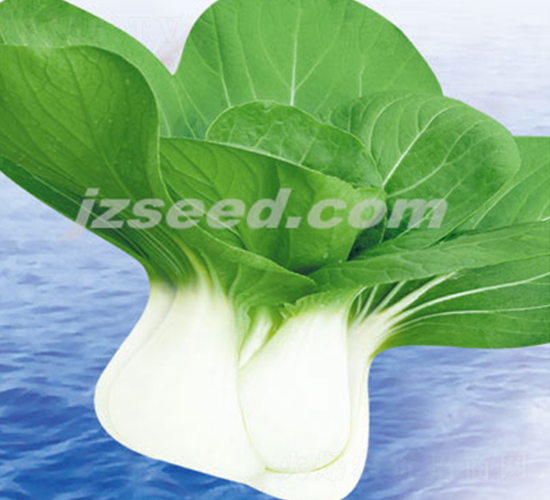 楚農(nóng)特矮白-小白菜種子-現(xiàn)代種業(yè)