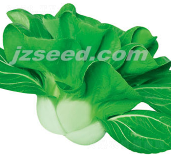 楚農(nóng)特矮青-小白菜種子-現(xiàn)代種業(yè)