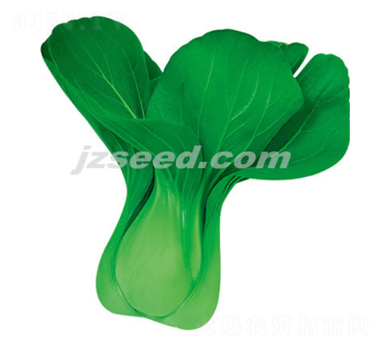 楚夏22-小白菜種子-現(xiàn)代種業(yè)