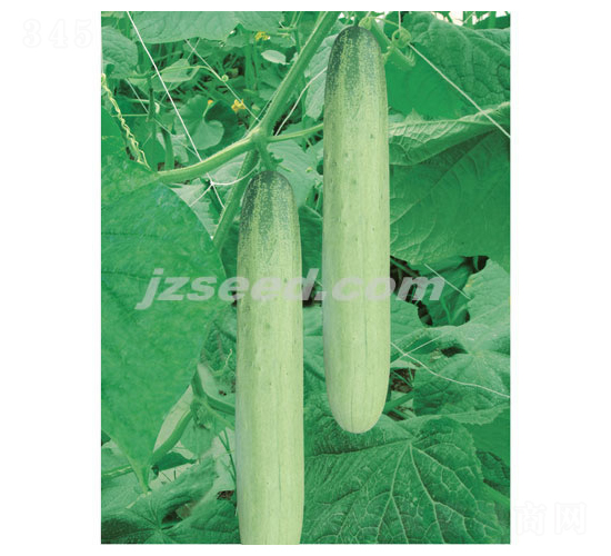 韓研銀秀-黃瓜種子-現(xiàn)代種業(yè)