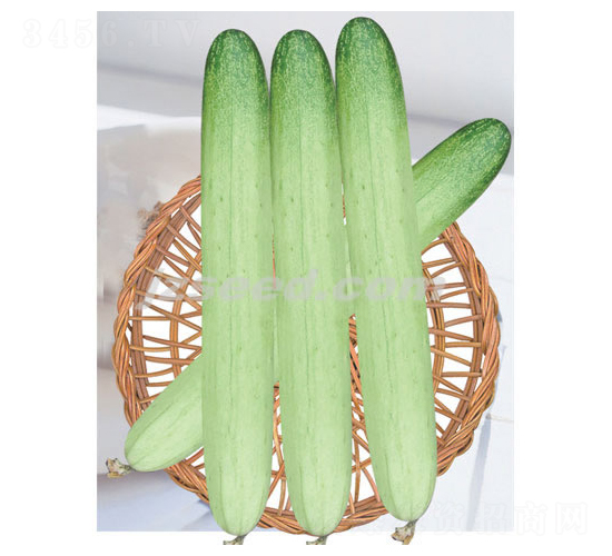 韓研銀麗-黃瓜種子-現(xiàn)代種業(yè)