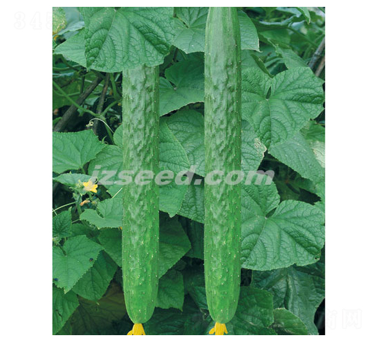 韓研十六-黃瓜種子-現(xiàn)代種業(yè)