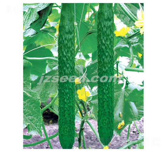 韓研二十六-黃瓜種子-現(xiàn)代種業(yè)