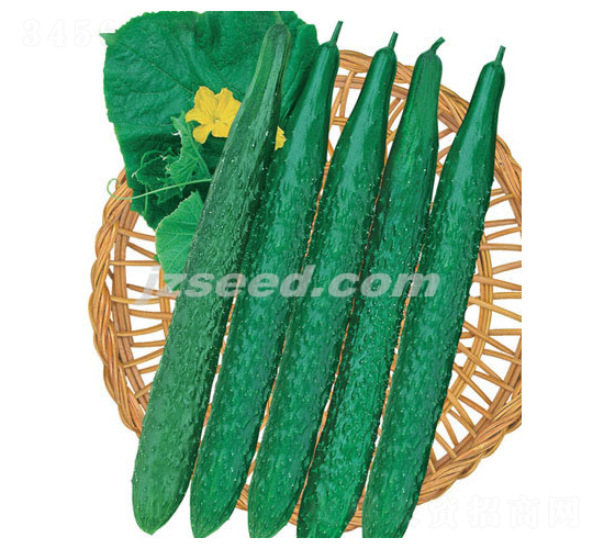 韓研春秀-黃瓜種子-現(xiàn)代種業(yè)