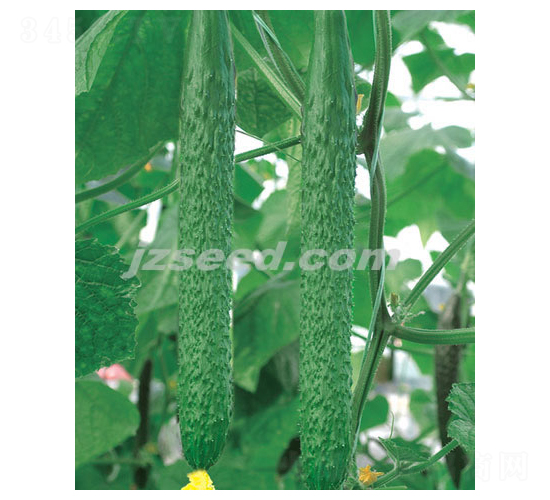 韓研春綠-黃瓜種子-現(xiàn)代種業(yè)