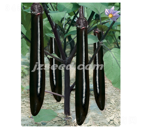 莊吳龍劍-茄子種子-現代種業(yè)