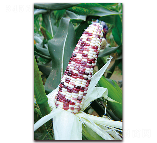 華良彩甜糯1號(hào)-糯玉米種子-華良種業(yè)