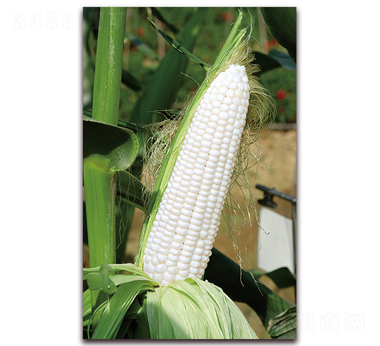 華良超甜169-糯玉米種子-華良種業(yè)