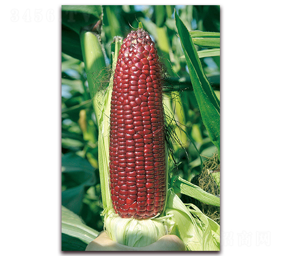 華良紅甜糯1號-糯玉米種子-華良種業(yè)