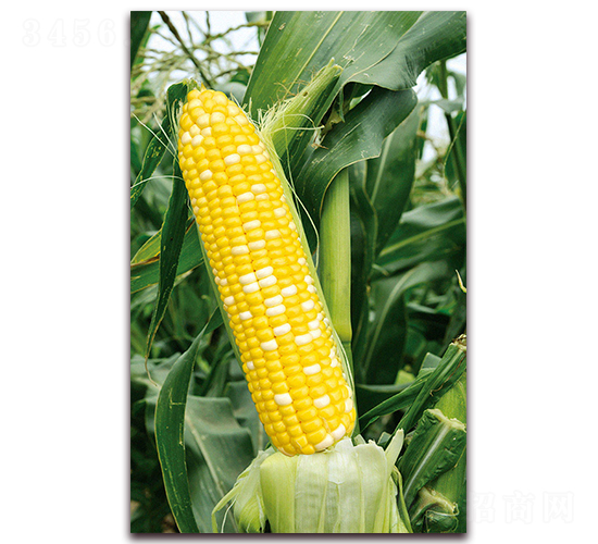 華良糯7號(hào)-糯玉米種子-華良種業(yè)