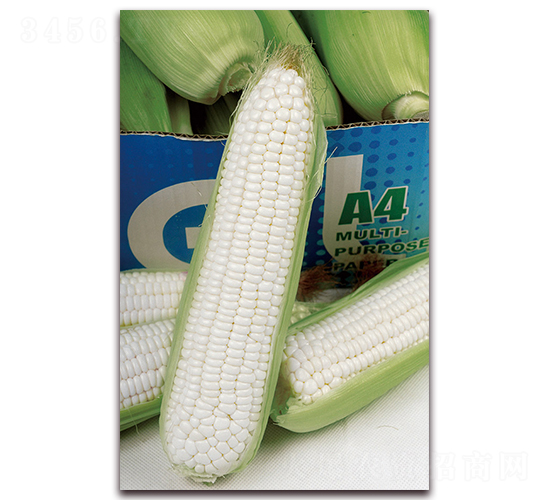 華良甜糯190-糯玉米種子-華良種業(yè)