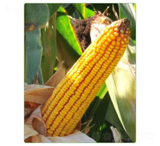 ����59̖(h��o)-���׷N��-�A���N�I(y��)