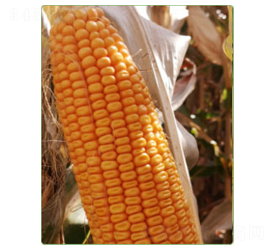 華西829-玉米種子-華西種業(yè)