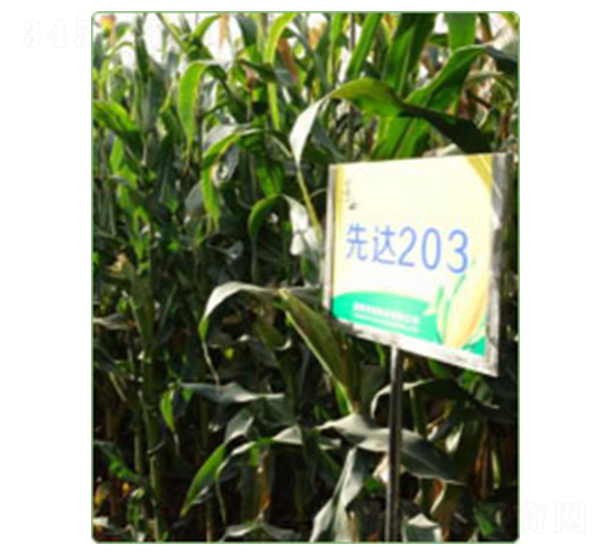 ���_(d��)203-���׷N��-�A���N�I(y��)