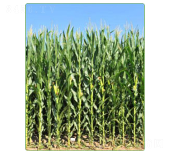 新引KWS2564-玉米種子-華西種業(yè)