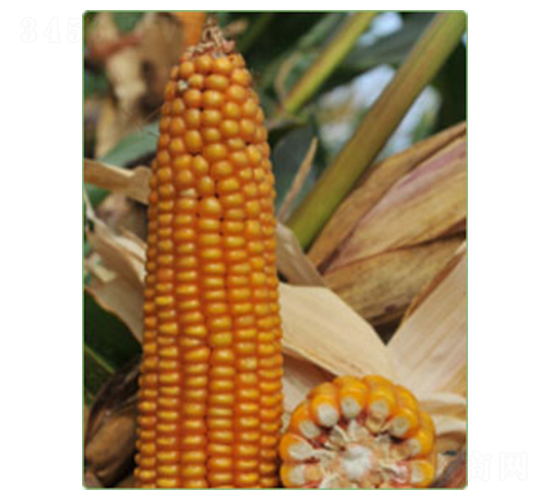 KWS6333-���׷N��-�A���N�I(y��)