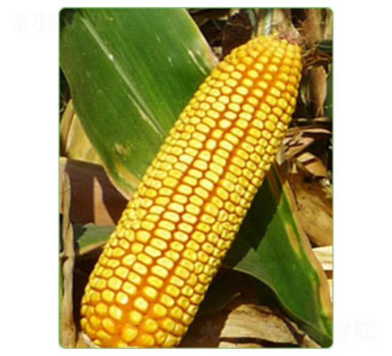 新引M753-玉米種子-華西種業(yè)