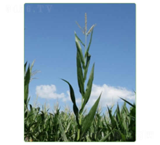 ����97̖(h��o)-���׷N��-�A���N�I(y��)