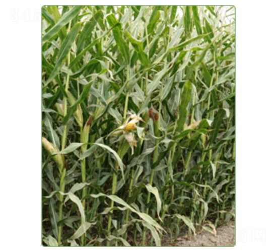 ����100̖-���׷N��-�A���N�I(y��)