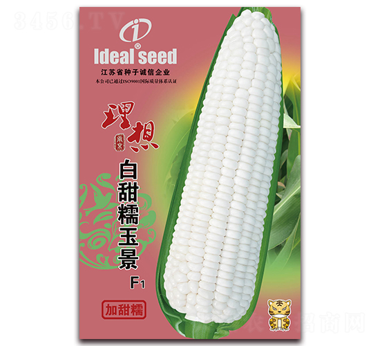 白甜糯玉景-糯玉米種子-理想農(nóng)業(yè)