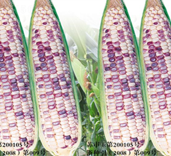 江南花糯-玉米種子-江蔬種苗