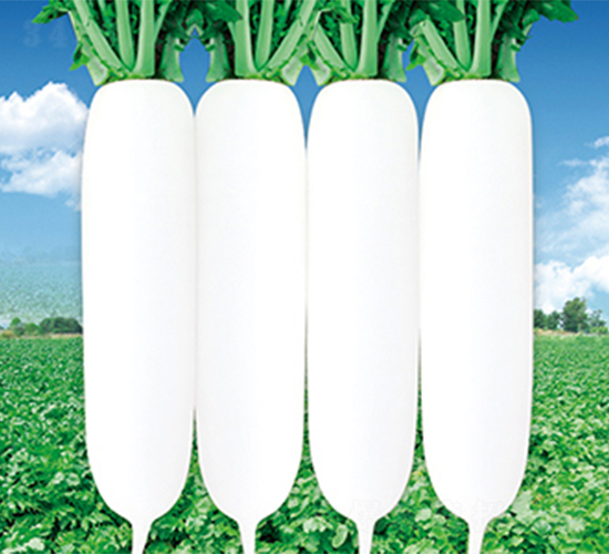 蔬農美玉-蘿卜種子-江蔬種苗