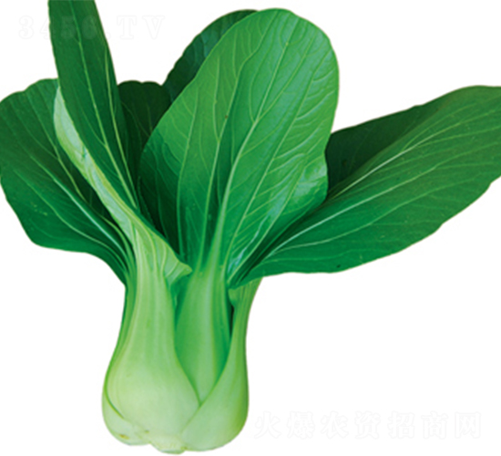 �|��18̖-�ײ˷N��-���߷N��