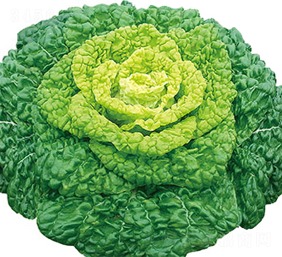 ����1̖-�ײ˷N��-���߷N��