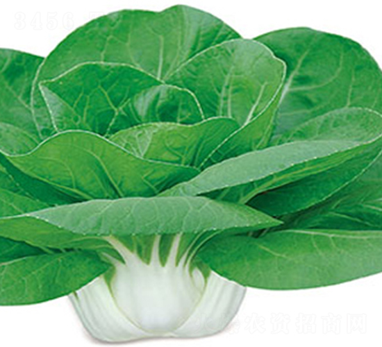 �����`-�ײ˷N��-���߷N��