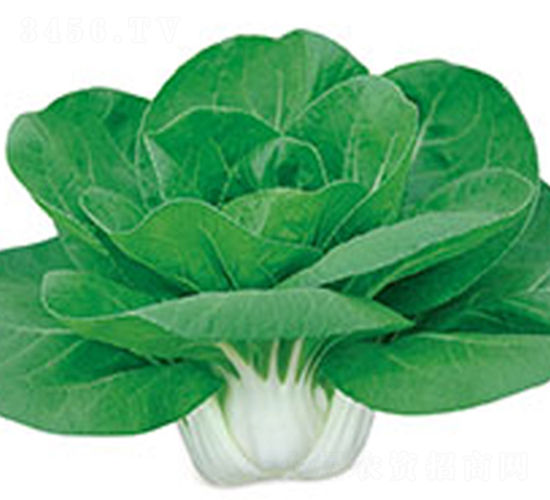 �����`818-�ײ˷N��-���߷N��