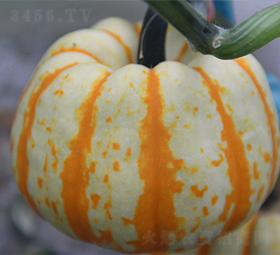 金黃冠-南瓜種子-江蔬種苗