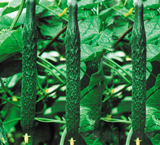 露豐黃瓜-黃瓜種子-江蔬種苗