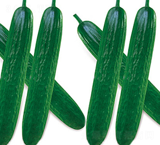 南水3號-黃瓜種子-江蔬種苗