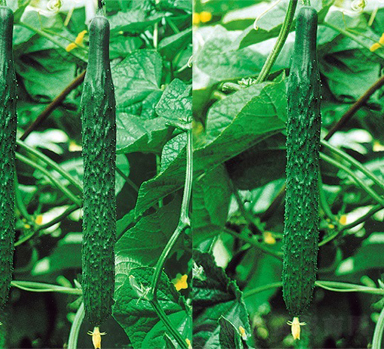 南抗5號(hào)-黃瓜種子-江蔬種苗