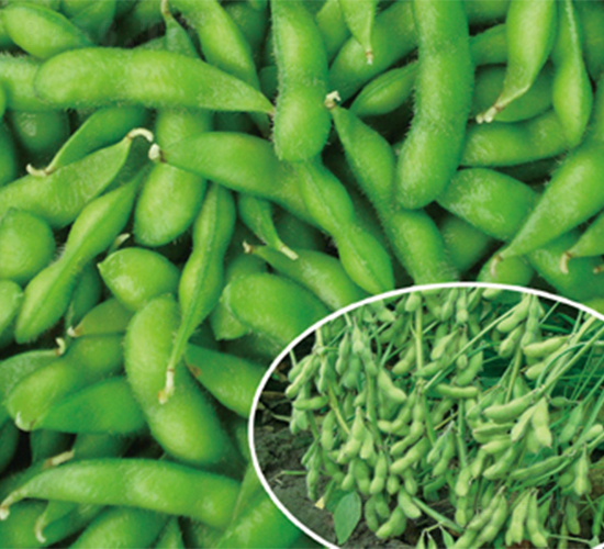 蘇奎1號-毛豆種子-江蔬種苗
