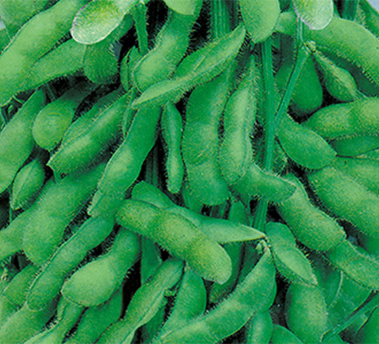 蘇早1號(hào)-毛豆種子-江蔬種苗