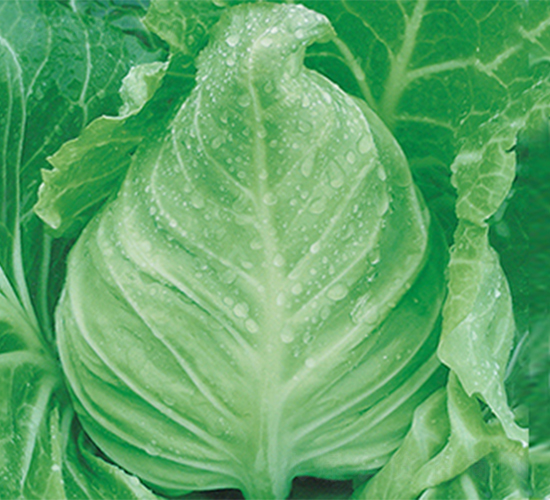 ��ʢ-���{�N��-���߷N��