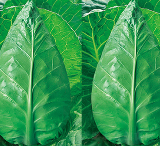 ��������-���{(l��n)�N��-���߷N��