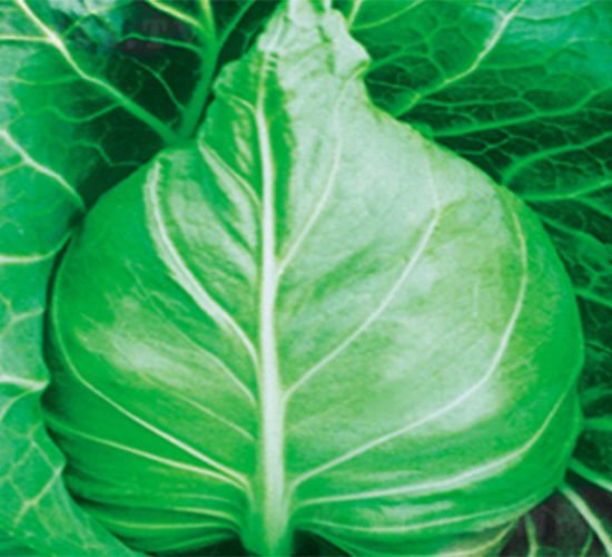 ���S007-���{�N��-���߷N��