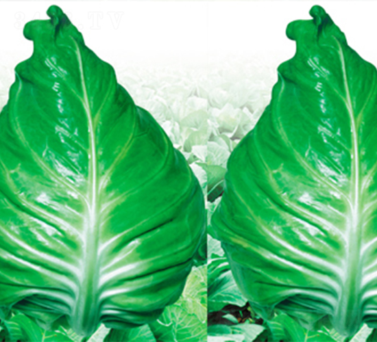 ���S-���{(l��n)�N��-���߷N��