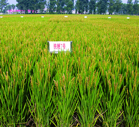 �F��7̖-ˮ���N��-�F�зN�I(y��)