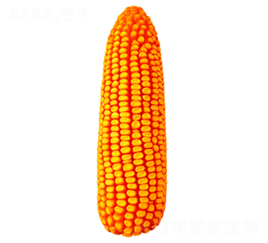 鐵研818-玉米種子-鐵研種業(yè)