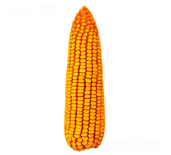 �F��55-���׷N��-�F�зN�I(y��)