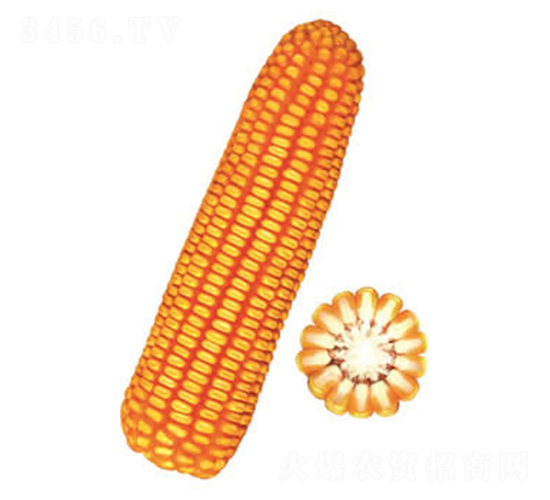 鐵研38號-玉米種子-鐵研種業(yè)