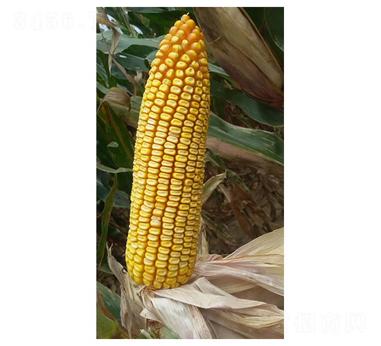 �F��31̖(h��o)-���׷N��-�F�зN�I(y��)