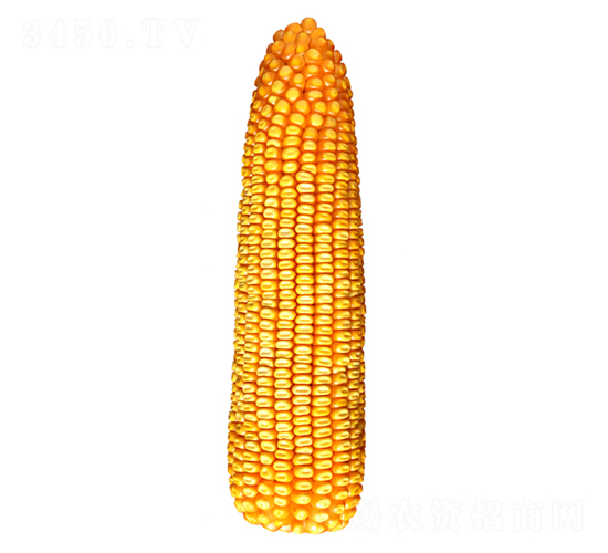 �F��26̖-���׷N��-�F�зN�I(y��)