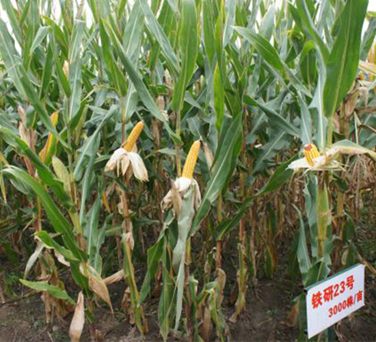 �F��23-���׷N��-�F�зN�I(y��)